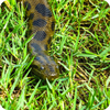 Green Anaconda Wallpaper