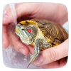 Pet Turtle Care Guide