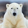 Polar Bear Wallpapers