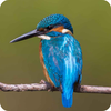 Kingfisher Wallpaper