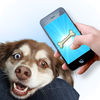Dog Laser - Game for Dogs