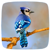 Blue Jay Sounds