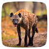 Hyena Sounds
