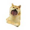 Pop Doge