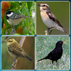Bird Guide + Quiz Game PRO
