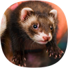 Ferret Sounds