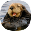 Otter Sounds