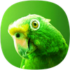 Parakeet Sounds
