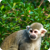 Squirrel Monkey Wallpaper