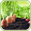 Vegetable Garden Design Ideas