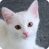 White Cat Wallpaper