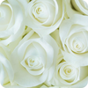 White Roses Wallpaper