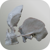3D Osteology