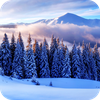 Winter Paradise PRO