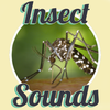Insect Sounds
