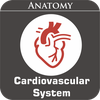 Cardiovascular System