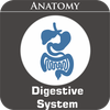 Digestive System