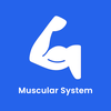 Muscular System