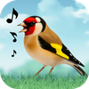 Birds Sounds