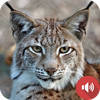 Bobcat Sounds