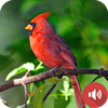 Cardinal Bird Sounds