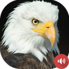 Eagle Sounds