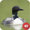 Loon Sounds