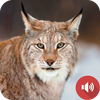 Lynx Sounds