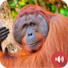 Orangutan Sounds