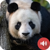Panda Sounds