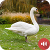 Swan Sounds