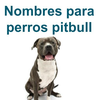 Nombres para perros pitbull