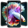 Betta Fish Wallpapers