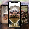 Cow Animal Wallpapers