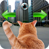 Cat In City Go Simulator