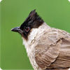 Sooty-headed Bulbul