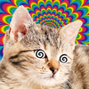 Cat Hypnotizer: Cat Games