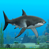 Shark Fish Simulator