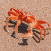 Crab Wallpaper