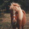 Horse Wallpaper