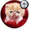 Cute Kitten Lock Screen