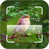 ID Bird: Bird Call Identifier