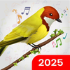 Birds Sounds & Birds Ringtones