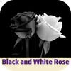 black and white rose
