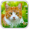 Cats Slide Puzzle Game
