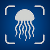 Jellyfish Identifier