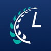 Laurel