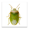 SE Agricultural Stink Bug ID