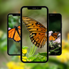 Butterfly Wallpaper Aesthetic
