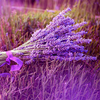 Lavender Wallpapers